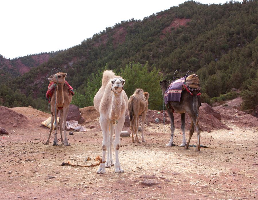 Valle de Ourika con Viajamos en Marruecos