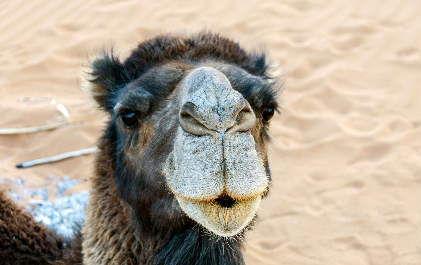 Camel Trekking en Marruecos